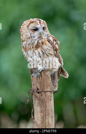 Tawny Owl, Tawny Eulen (Strix aluco), Eulen, Tiere, Vögel, Eulen, Tawny Owl Erwachsener, mit Bananenvole (Clethrionomys glareolus) Beute in Krallen Stockfoto