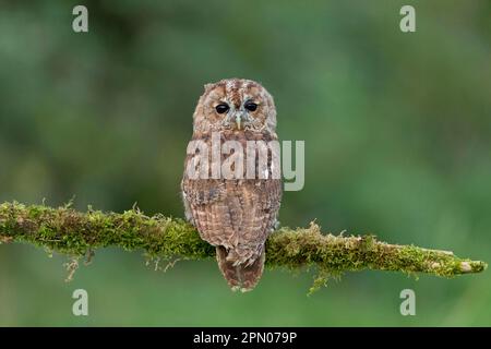 Tawny-Eule (Strix aluco), Erwachsener, mit Kopf über den Schultern, sitzt auf einem modrigen Ast, September (in Gefangenschaft) Stockfoto