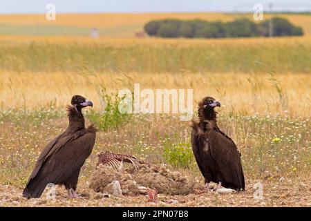 Aegypius monachus, Cowbird-Aasgeier, Aasgeier, Greifvögel, Tiere, Vögel, Eurasische Schwarze Geier, zwei Jugendliche, füttern sich Stockfoto