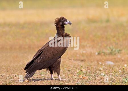 Aegypius monachus, Cowbird-Aasgeier, Aasgeier, Greifvögel, Tiere, Vögel, Eurasische Schwarzzüchter, im Feld Stockfoto