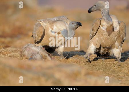 Cape Griffon (Zigeuner Koprotheres) zwei Erwachsene, die sich über Köder auf einer Bergklippe streiten, Giant's Castle N. P. Drakensberg, Natal, Südafrika Stockfoto