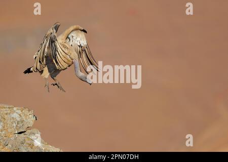 Cape Griffon (Gyps Coprotheres), Erwachsener, im Flug, Start von einer Bergklippe, Giant's Castle N. P. Drakensberg, Natal, Südafrika Stockfoto