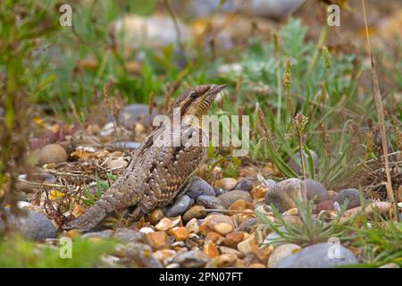 Eurasian Wryneck (Jynx Torquilla) juvenile, herbstlicher Migrant, steht auf einer Kiesel an der Küste, Norfolk, England, Vereinigtes Königreich Stockfoto