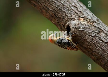 Roter Specht, Spechte, Tiere, Vögel, Spechte, Rotkronen-Woodpecker (Melanerpes rubricapillus terricolor), weiblich, AT Stockfoto