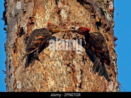 Specht mit Orangenrückenkragen (Reinwardtipicus validus xanthopygius), männliche Jugendliche, die sich an Baumstämmen Klammern, Taman Negara N. P. Titiwangsa Mountains Stockfoto