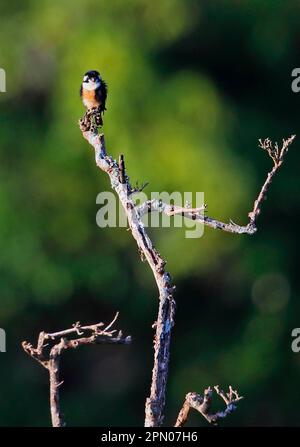 Ausgewachsener Schwarzkehlfalke (Microhierax fringillarius), hoch oben auf einem toten Baum, Kerinci Seblat N. P. Sumatra, Großraum Sunda-Inseln, Indonesien Stockfoto