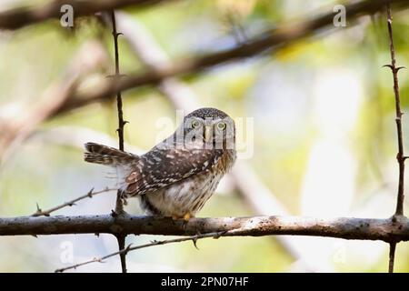 Kubanische Pygmy-Owl (Glaucidium siju), Erwachsener, hoch oben auf dem Ast, Halbinsel Zapata, Provinz Matanzas, Kuba Stockfoto