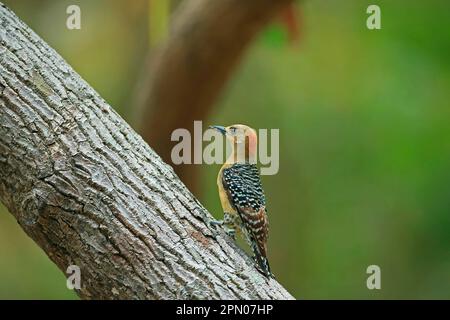 Roter Specht (Melanerpes rubricapillus terricolor), weiblich, mit Insekten im Schnabel, die sich an Ast, Tobago, Trinidad und Tobago halten Stockfoto