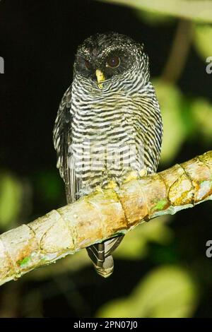 Eule San Isidro (Strix-Spez.) „Mystery Owl“ möglicherweise neue Arten oder Schwarz-Weiß-Eule (Strix nigrolineata) x Schwarz-Band-Eule (Strix huhula) Hybrid Stockfoto