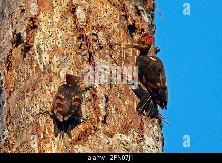Woodpecker (Reinwardtipicus validus xanthopygius) mit orangefarbenem Rücken, männlich und jung, bettelnd um Nahrung, klammernd am Baumstamm, Taman Negara N. P. Stockfoto