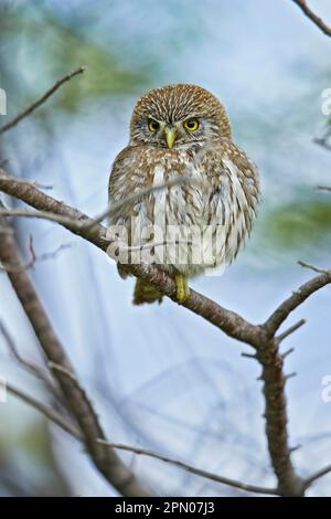 Australische Pygmy-Eulen (Glaucidium nana), Erwachsener, hoch oben auf dem Ast, Torres del Paine N. P. Südpatagonien, Chile Stockfoto