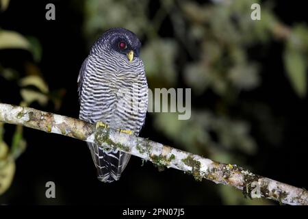 Eule San Isidro (Strix-Spez.) „Mystery Owl“ möglicherweise neue Arten oder Schwarz-Weiß-Eule (Strix nigrolineata) x Schwarz-Band-Eule (Strix huhula) Hybrid Stockfoto