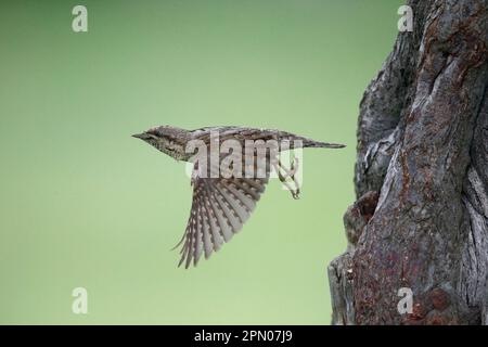 Eurasischer eurasischer Wryneck (Jynx Torquilla), Erwachsener, im Flug, Verlassen des Nestlochs im Baumstamm, Bulgarien Stockfoto