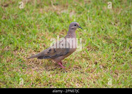 Ohrtaube (Zenaida auriculata), Ohrtauben, Tauben, Tiere, Vögel, Eared Dove, Erwachsener, auf Gras stehend, Tobago, Trinidad und Tobago Stockfoto