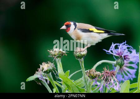 Europäischer Goldfink (Carduelis carduelis), ausgewachsen, Fütterung von Maisblumenkernen im Garten, Warwickshire, England, Vereinigtes Königreich Stockfoto