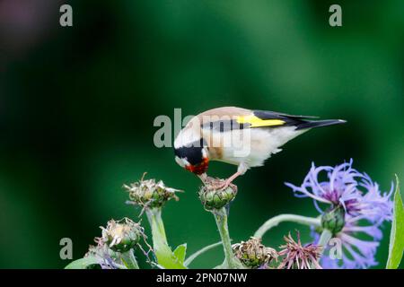 Europäischer Goldfink (Carduelis carduelis), ausgewachsene Fütterung von Maisblumenkernen im Garten, Warwickshire, England, Vereinigtes Königreich Stockfoto