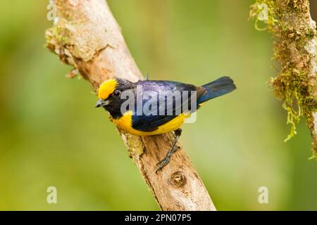 Orangenbauch-Euphonie (Euphonia xanthogaster), männlich, hoch oben auf einem Zweig im montanen Regenwald, Anden, Ecuador Stockfoto