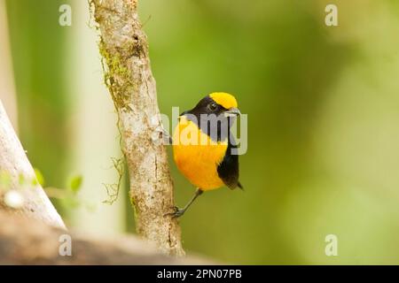 Orangenbauch-Euphonie (Euphonia xanthogaster) männlich, männlich, klammernd an einem Zweig im montanen Regenwald, Anden, Ecuador Stockfoto