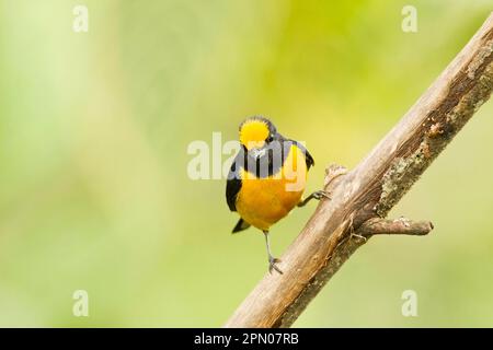 Orangenbauch-Euphonie (Euphonia xanthogaster), männlich, hoch oben auf einem Zweig im montanen Regenwald, Anden, Ecuador Stockfoto