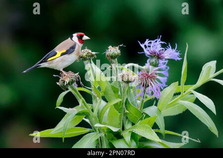 Europäischer Goldfink (Carduelis carduelis), ausgewachsene Fütterung von Maisblumenkernen im Garten, Warwickshire, England, Vereinigtes Königreich Stockfoto