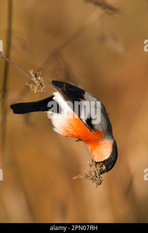 Eurasischer Bullfink (Pyrrhula pyrrhula), ausgewachsener Mann, Fütterung von Nesselsamen, hoch oben am Stiel, Norfolk, England, Vereinigtes Königreich Stockfoto