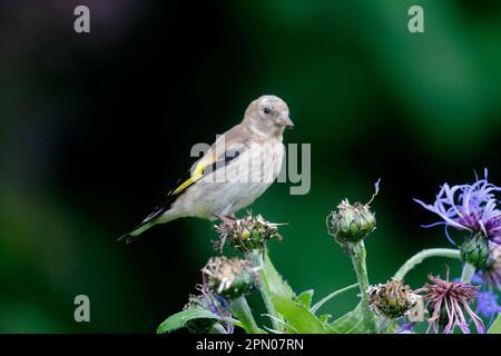 Europäischer Goldfink (Carduelis carduelis), Jungfische, die sich im Garten von Maisblumenkernen ernähren, Warwickshire, England, Vereinigtes Königreich Stockfoto