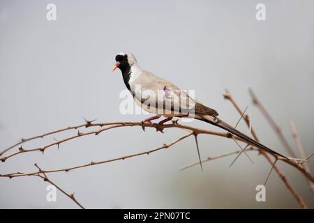 Namaqua-Taube (Oena capensis), Kaptaube, Tauben, Tiere, Vögel, Namaqua Dove, männlich, hoch oben auf einem Dornzweig, Gambia Stockfoto