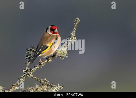 Europäischer Goldfink (Carduelis carduelis), ausgewachsen, hoch oben auf einem mit Flechten bedeckten Zweig, Schottland, Vereinigtes Königreich Stockfoto