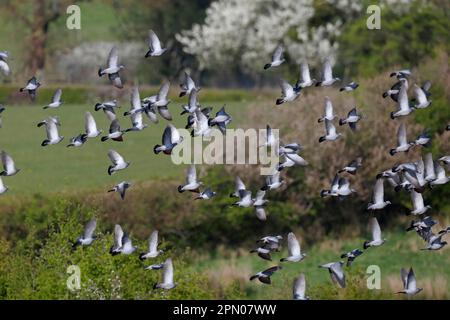 Stock Dove (Columba oenas) Herde, in Flug, Warwickshire, England, Vereinigtes Königreich Stockfoto