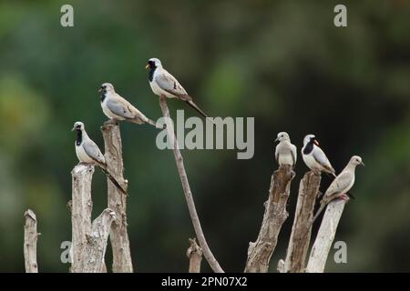 Namaqua-Taube (Oena capensis), Kaptaube, Tauben, Tiere, Vögel, Namaqua Dove männliche Erwachsene, weibliche Erwachsene und unreife männliche Tiere, hoch oben auf Ästen Stockfoto