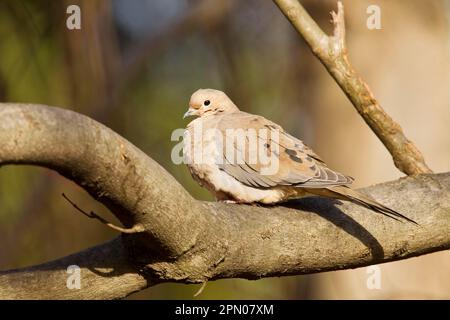 Trauernde Taube (Zenaida macroura), Erwachsener, hoch oben auf einem Ast, Washington D.C. (U.) S.A. Stockfoto