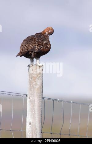 Schottisches Grosshuhn, Rothuhn (Lagopus lagopus scoticus), Ptarmigan, Ptarmigan, Huhn, Huhn, Tiere, Vögel, Rotlauge, männliche Jungtiere, Aasfresser Stockfoto