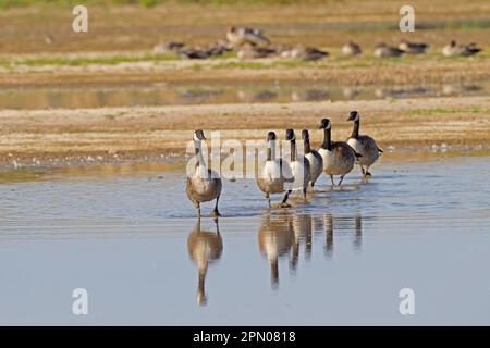 Die kanadische Gans (Branta canadensis) führte sechs ausgewachsene Gänse ein, die im Feuchtgebiet der Küste, Titchwell RSPB Reserve, Norfolk, eine Gänsewanderung durchlaufen hatten Stockfoto