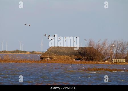 Nach der Flut der Flutwellen fliegt eine Schar von Brantgans (Branta bernicla) über überflutete Küstenmoore und teilweise unter Wasser lebende Vogelbeobachtungsfelle Stockfoto