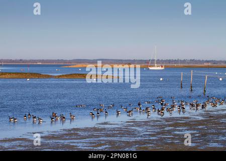 Brant Gans (Branta bernicla) Herde, die sich von Schlammflächen in Mündungshabitat, Newtown, Isle of Wight, England, Vereinigtes Königreich, ernähren Stockfoto