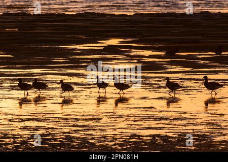 Schar von Brantgans (Branta bernicla), die sich bei Ebbe an der Mündung ernährt und bei Sonnenaufgang Silhouette, Medway-Mündung, Shellness, Insel Sheppey Stockfoto