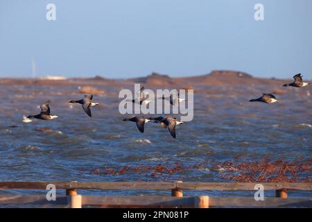 Brent Gans (Branta bernicla bernicla), dunkelbäugige Form, Herde, im Flug über überflutetes Küstenmarschland nach der Flutwelle, Cley-next-the-Sea Stockfoto