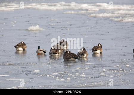 Kanadische Gänse (Branta canadensis) Herde mit Stockenten (Anas platyrhynchos), ausgewachsene männliche Tiere, die sich am kalten Morgen auf Eis ausruhen, nördliche utricularia Stockfoto