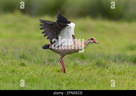 Die Ägyptische Gans (Alopochen aegyptiacus) führte Arten ein, Erwachsene, im Flug, startete aus dem Sumpf, Suffolk, England, Vereinigtes Königreich Stockfoto