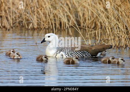 Berggans (Chloephaga picta), männlicher Erwachsener mit Gänseblümchen, Schwimmen, Torres del Paine N. P. Südpatagonien, Chile Stockfoto