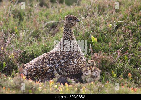 Schottisches Grosshuhn, Rothuhn (Lagopus lagopus scoticus), Ptarmigan, Ptarmigan, Huhn, Grosshuhn, Tiere, Vögel, Rote Grotte, Erwachsene Frau mit Küken Stockfoto