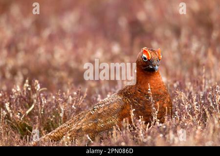 Rote Grotte (Lagopus lagopus scoticus), männlich, Fütterung von Heidekraut auf Moorland, Lammermuir Hills, schottische Grenzen, Schottland, Vereinigtes Königreich Stockfoto