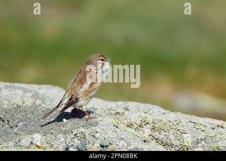 Acanthis Cannabina, Blutlinnet, Linnet, Blutlinnets (Carduelis Cannabina), Linnets, Singvögel, Tiere, Vögel, Finken, eurasischer Linnet Erwachsener Stockfoto