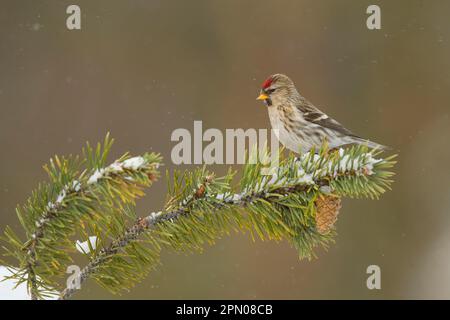 Gemeiner Rotpoll (Carduelis flammea), weiblich, erste Winterzucht, hoch oben auf einem schneebedeckten Kiefernzweig während des Schneefalls, Finnland Stockfoto