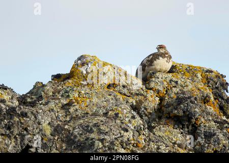 Rock-Ptarmigan (Lagopus muta), männlich, Zucht, auf Felsen sitzend, Island Stockfoto