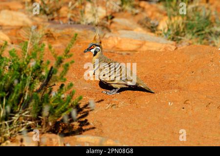 Spinifex Pigeon (Geophaps plumifera) männlich, auf dem Boden stehend, Pound Walk, Ormiston Gorge, West MacDonnell N. P. West MacDonnell Range, Rot Stockfoto