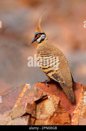 Spinifex Pigeon (Geophaps plumifera), Erwachsener, hoch oben auf Felsen, Pound Walk, Ormiston Gorge, West MacDonnell N. P. West MacDonnell Range, Red Centre Stockfoto