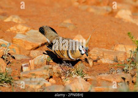 Spinifex Pigeon (Geophaps plumifera) männlich, in Coutship-Ausstellung, Pound Walk, Ormiston Gorge, West MacDonnell N. P. West MacDonnell Range, Rot Stockfoto