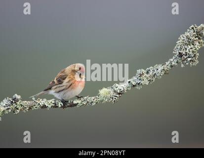 Little Redpoll (Carduelis Cabaret), männlich, hoch oben auf einem mit Flechten überzogenen Zweig, Schottland, Vereinigtes Königreich Stockfoto