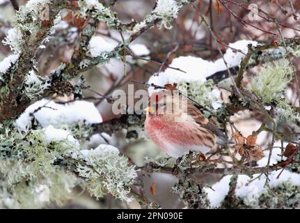 Lesser Redpoll (Carduelis Cabaret), männlich, hoch oben auf einem mit Flechten überzogenen Birkenzweig im Schnee, Cairngorms N. P. Highlands, Schottland, Vereinigtes Königreich Stockfoto